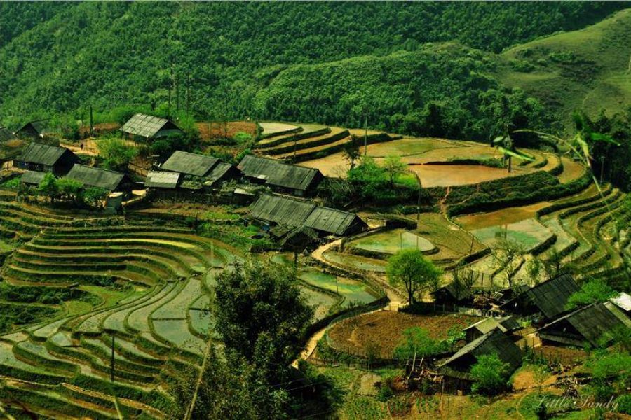 sapa